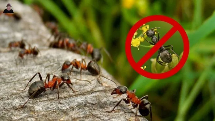 How to Get Rid of Green Ants