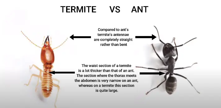 White Ant VS Normal Ant