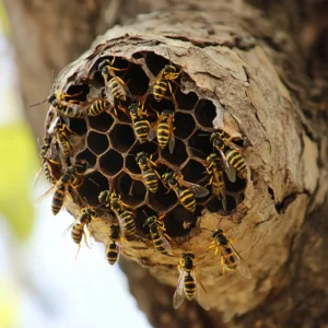 How to get rid of wasps