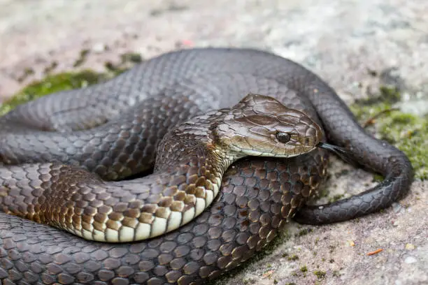 Lowland Copperhead