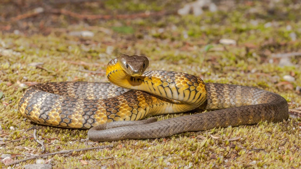 Tiger Snake