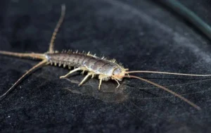 How to get rid of Silverfish