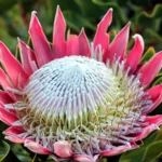 Are proteas native to Australia? Find out here