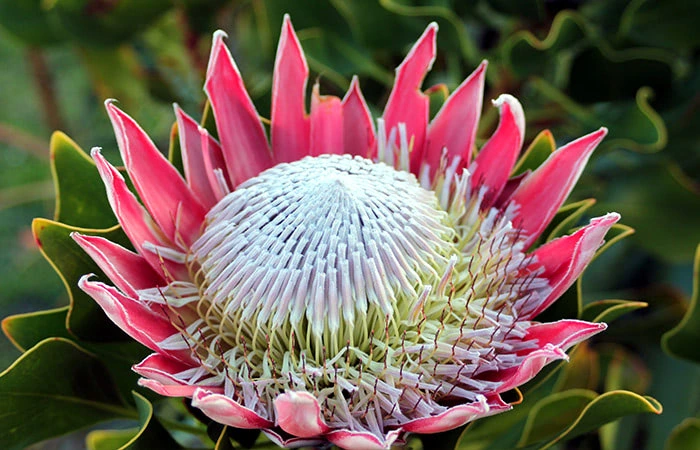 Are proteas native to Australia