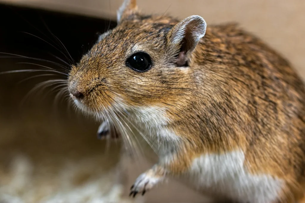 How to Get Rid of Rats for Good
