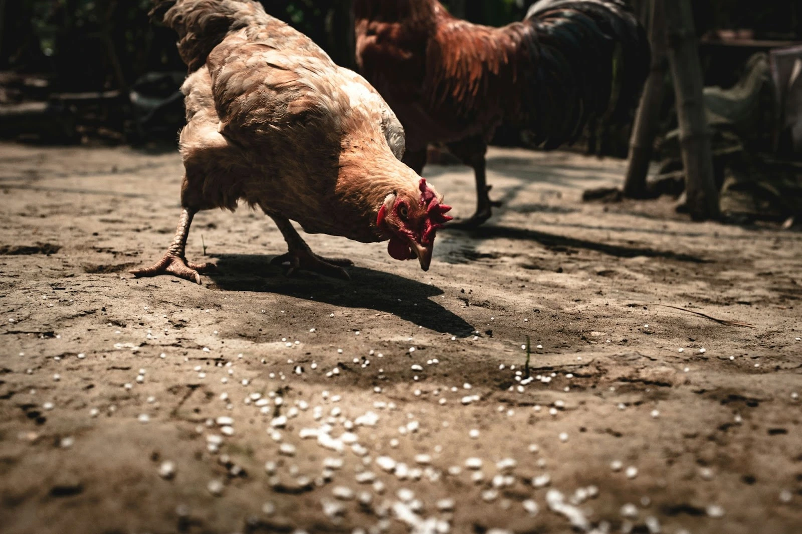 Animal Diets