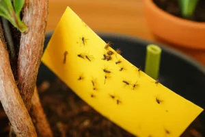 How to get rid of fungus gnats